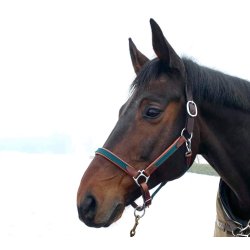 Timbio Anatomisk Lrgrime 