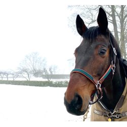 Timbio Anatomisk Lrgrime 