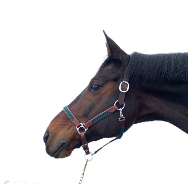 Timbio Anatomisk Lrgrime 